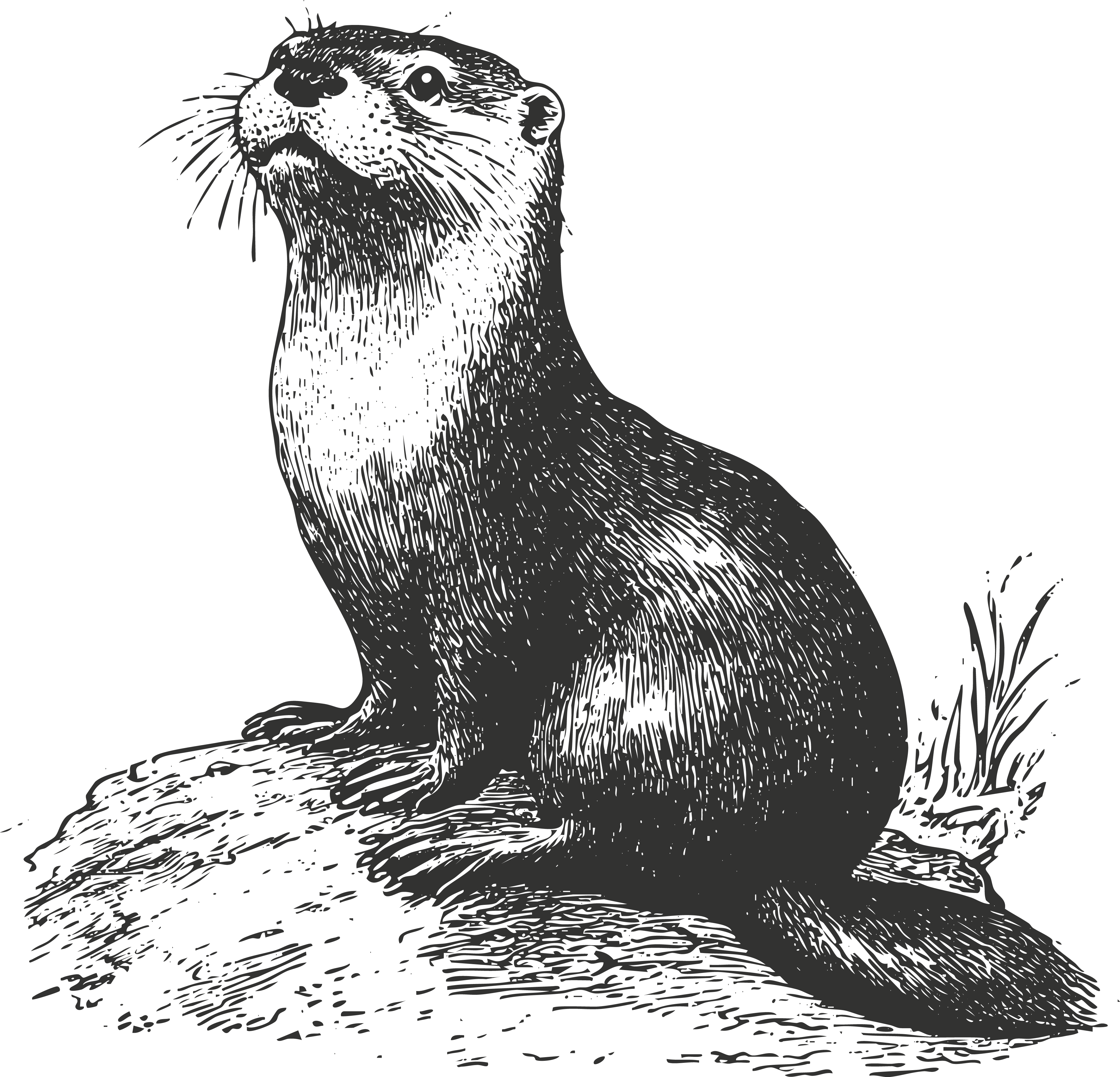 Rocio Davidge CSUMB MIST